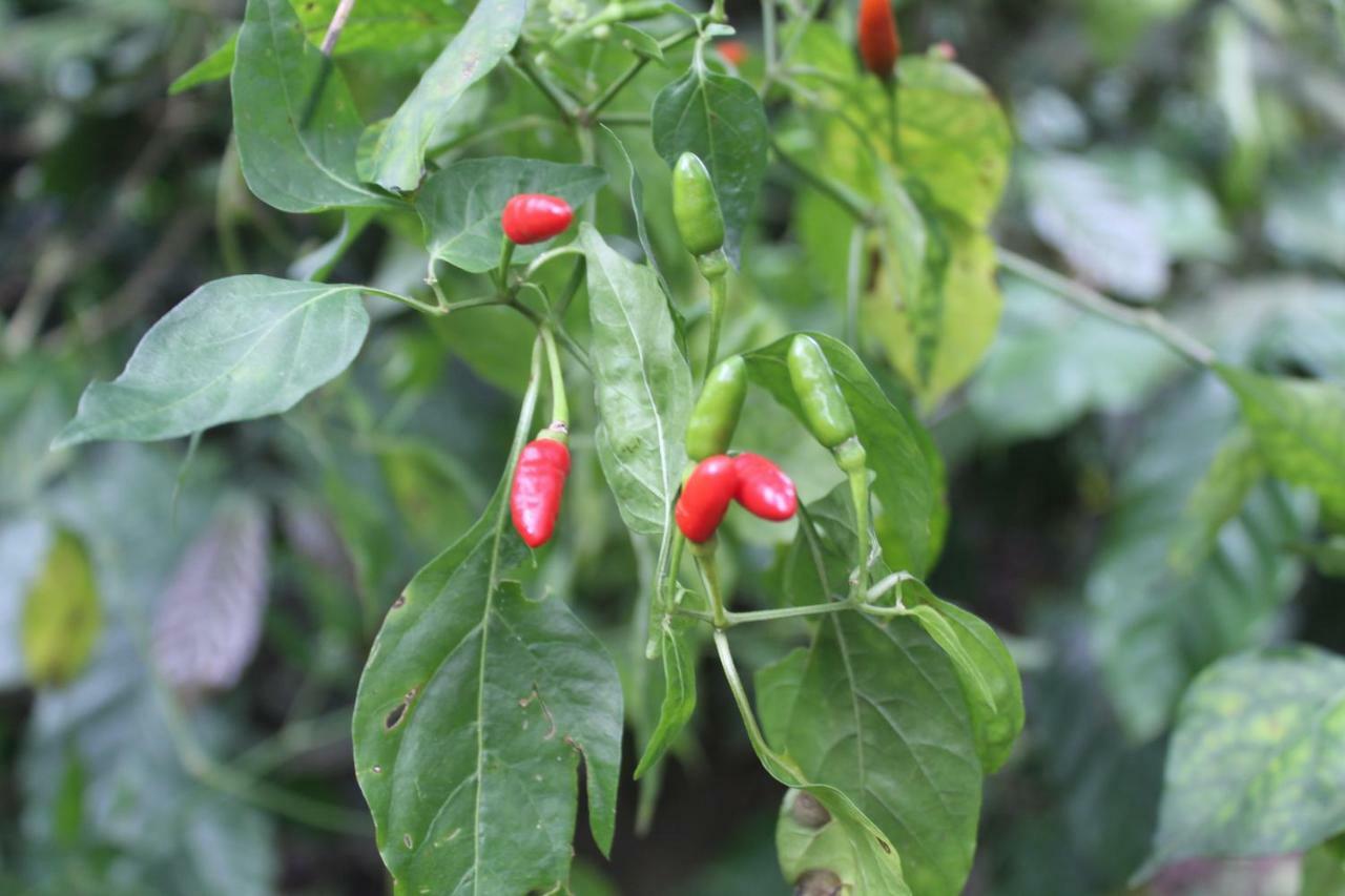 Whistling Woods Farm Stay Kushālnagar Kültér fotó