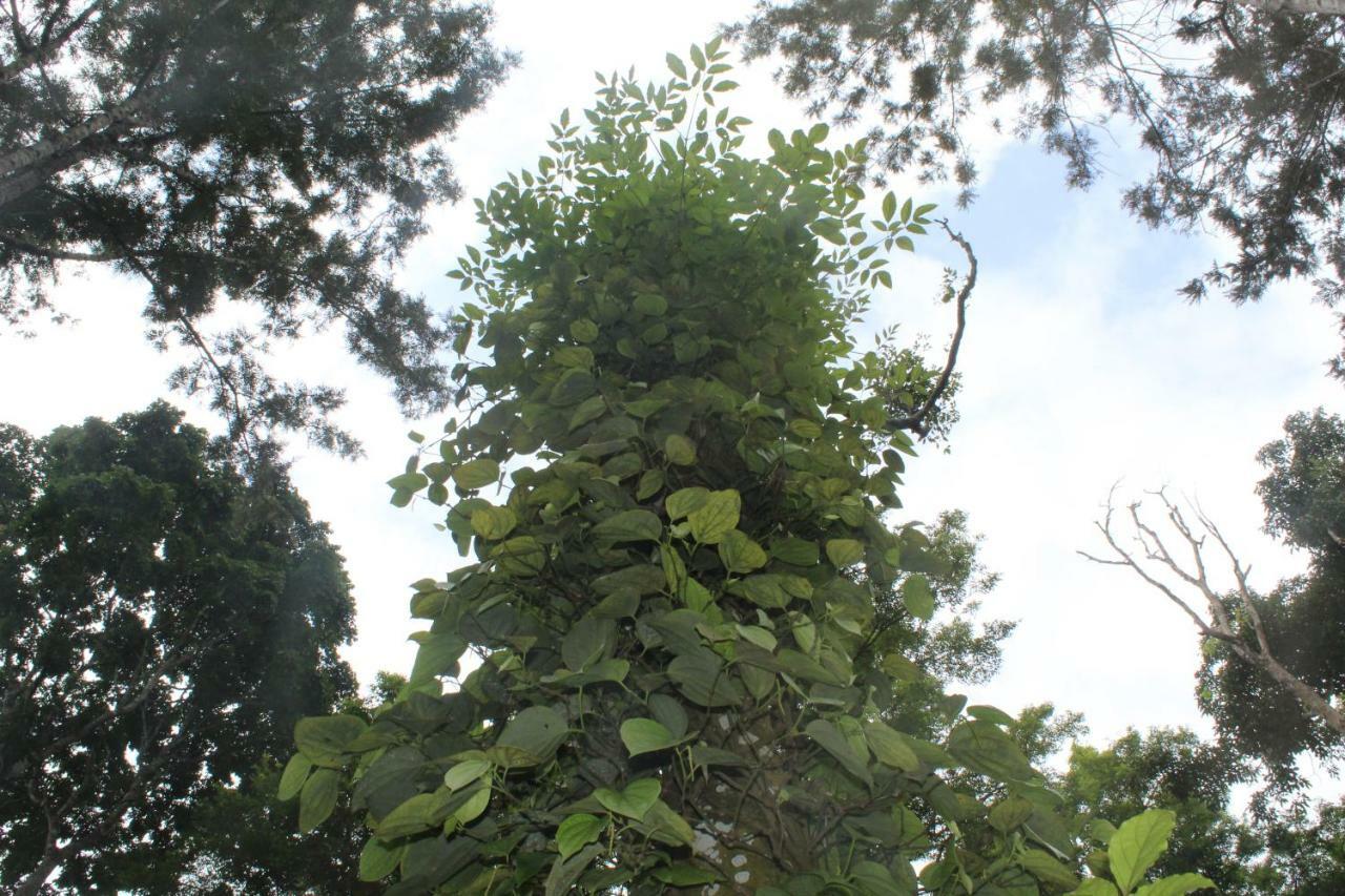 Whistling Woods Farm Stay Kushālnagar Kültér fotó